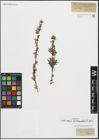 Foto von Salix repens subsp. rosmarinifolia (L.) Andersson